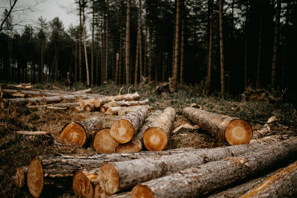 This stark reality underscores the challenge of meeting the United Nations' Millennium Sustainable Development Goals, which pledged to end deforestation by 2030/Cambio/Web