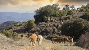 Virtual fencing allows livestock coexistence with large carnivorous animals