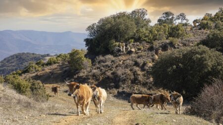 Virtual fencing allows livestock coexistence with large carnivorous animals