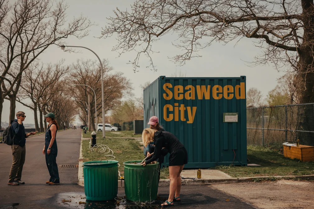 Seaweed City's ambitious goal is to establish seaweed gardens across all five New York City boroughs, a vision they are working to expand with the support of local community organizations/The Guardian/Web
