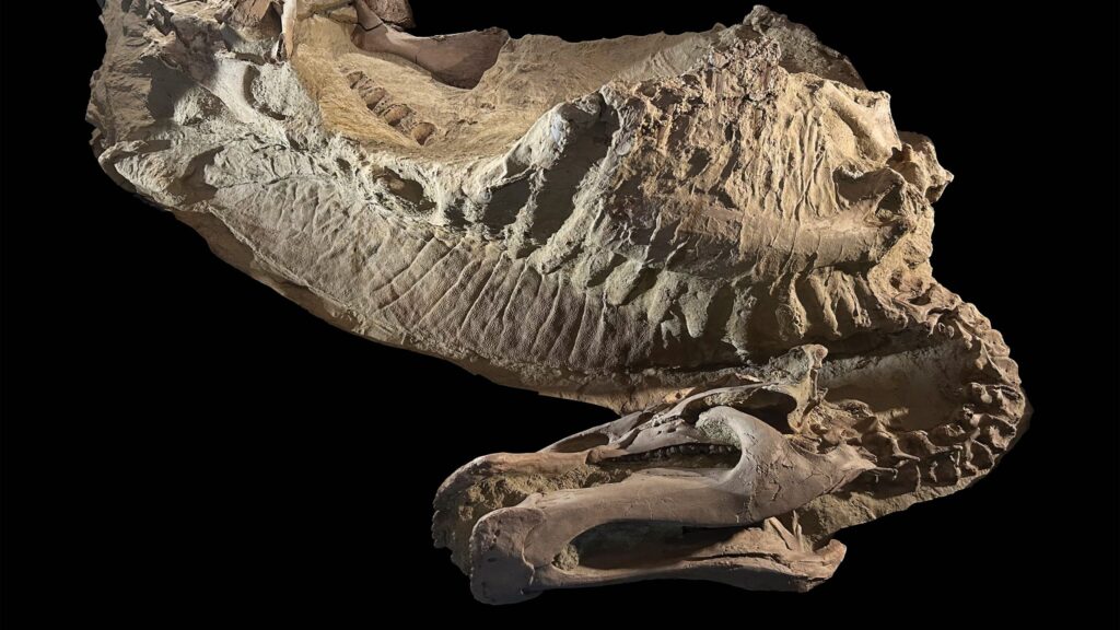 First “mummified” ungulate dinosaur discovered in Wyoming wasteland