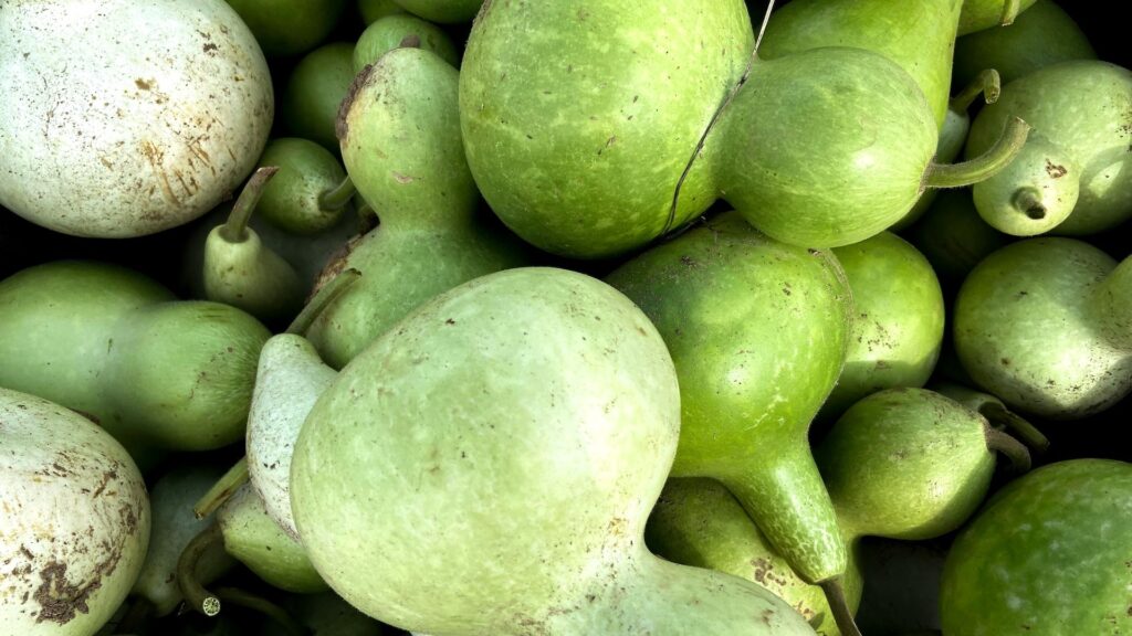 Diagnostic dilemma: Woman’s homemade juice caused life-threatening ‘toxic squash syndrome’