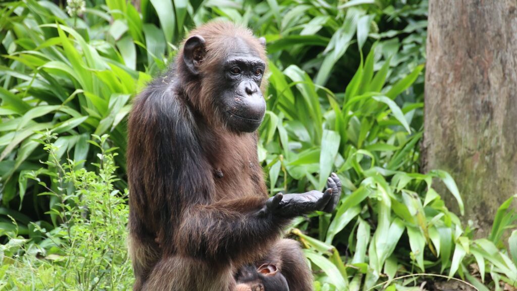 Chimpanzees ‘think’ to weigh evidence and plan actions, new study suggests