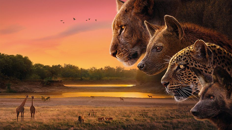 Watch ‘Kingdom’ — David Attenborough Series Streaming Details