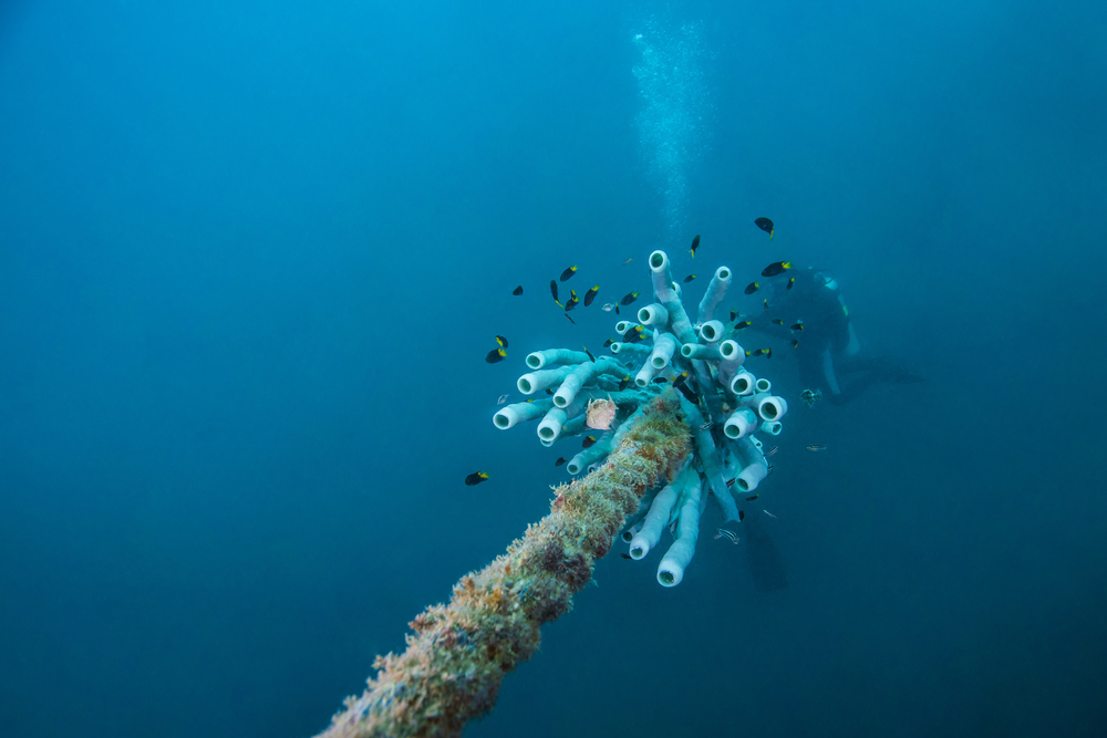 Turning submarine cables into environmental monitoring systems