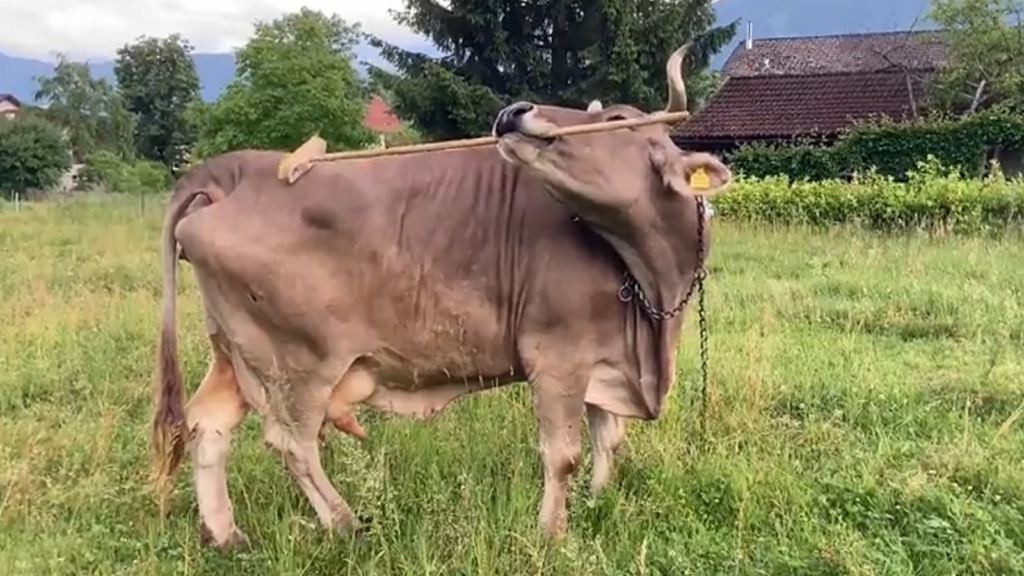 Have you ever seen your pet cow pick up a broom and scratch itself with it? You have now