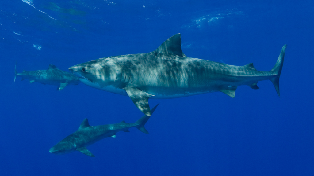 Shark attacks in Hawaii spiked in October, and scientists think they know why.