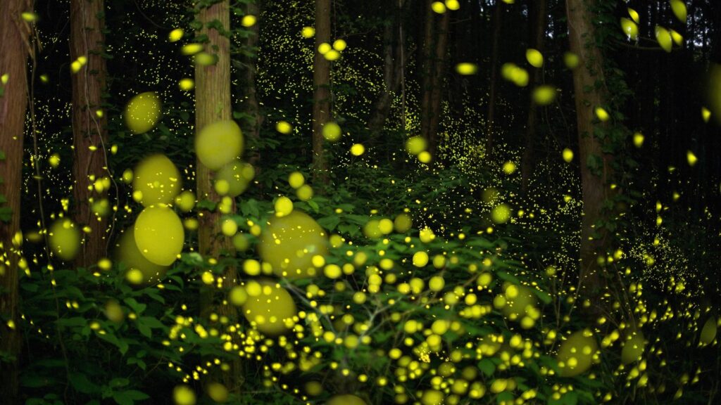 Researchers suggest that advanced alien civilizations may be communicating visibly ‘like fireflies’