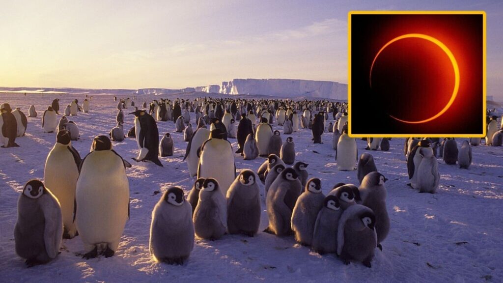 The lucky few who were able to see the ‘Ring of Fire’ solar eclipse in Antarctica on February 17th
