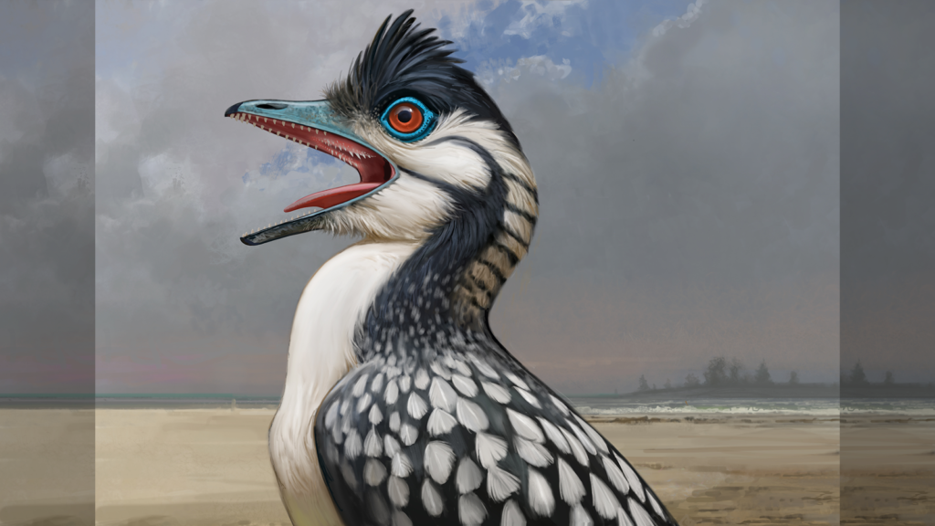 Archeopteryx, one of the world’s first primitive birds, has a series of strange features never seen before, a new study reveals