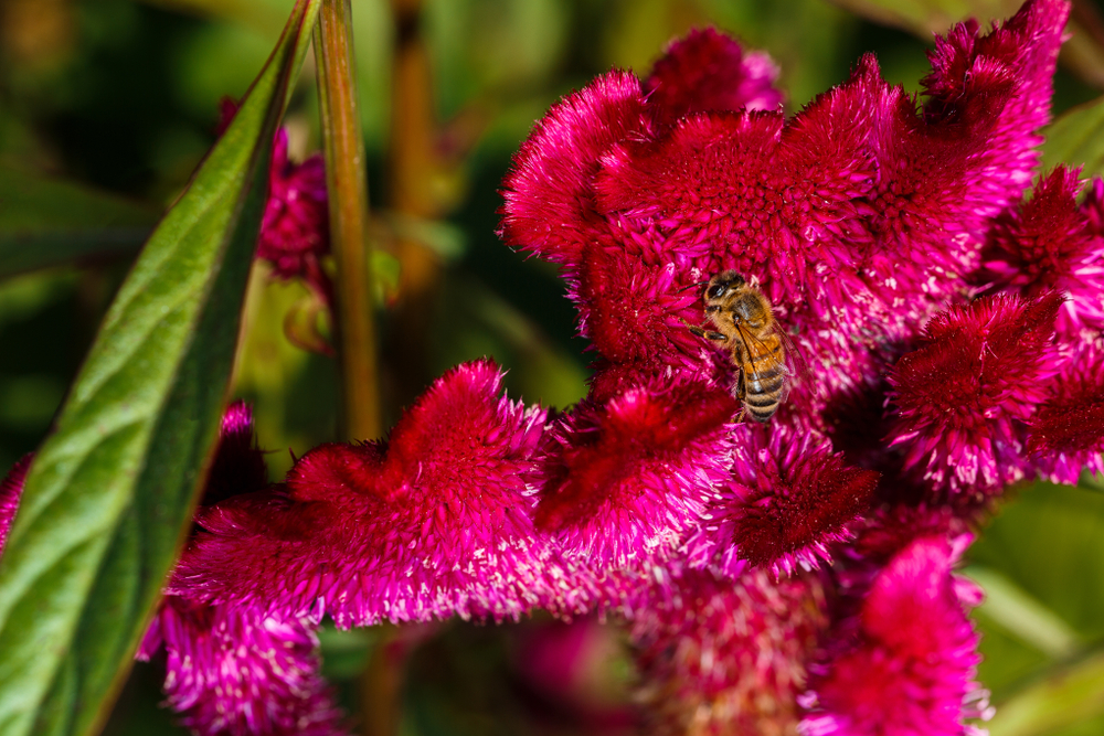 How bee brains are forming the next generation of computer chips