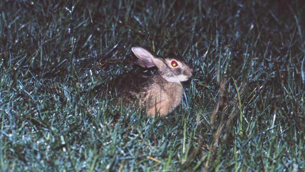 Endangered hare found in an unexpected location for the first time in 40 years, but it was already dead