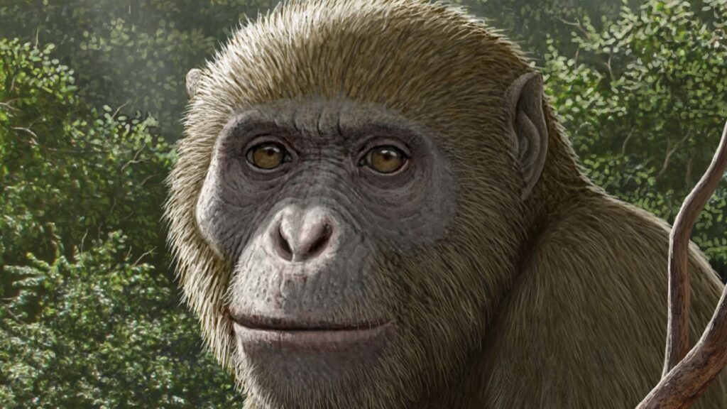 18 million year old ape fossil found in Africa, found in unexpected place