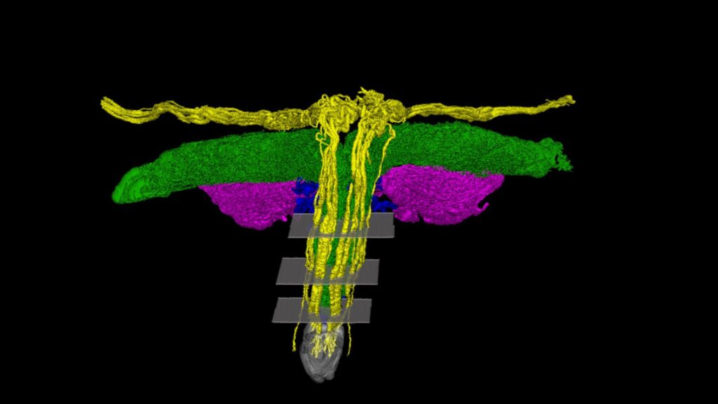 First-ever 3D map of the clitoris maps all nerves in high resolution