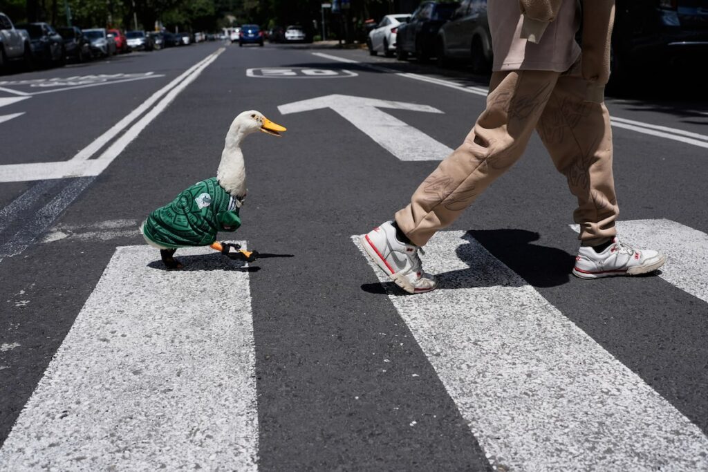 Merlin, a common roadside duck in Mexico City, will be the World Cup mascot.