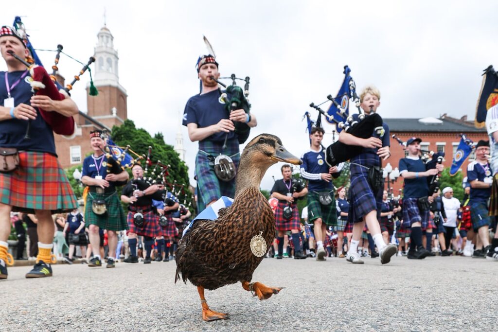 Dawn the Duck joins Scotland’s tartan army as unofficial mascot