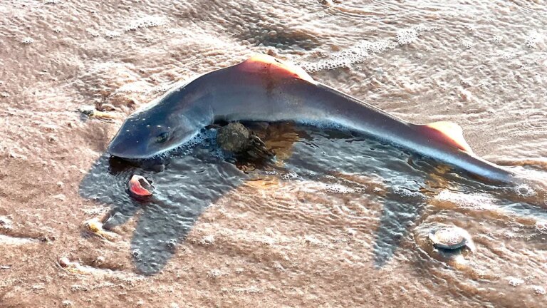 29 dead dogfish sharks are discovered in Sea Isle City on Jersey Shore