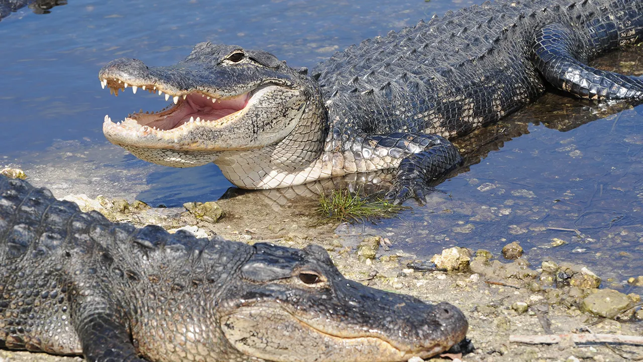 Frightening new details in Florida alligator attack are revealed by victim’s son