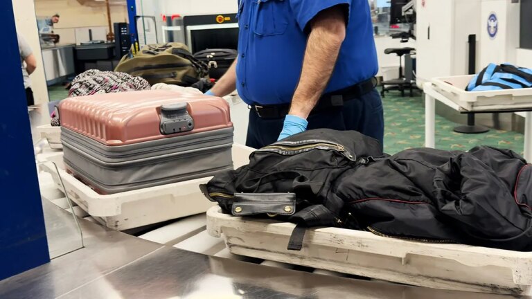 Mexican alligator lizards found smuggled in traveler’s socks at Tokyo airport