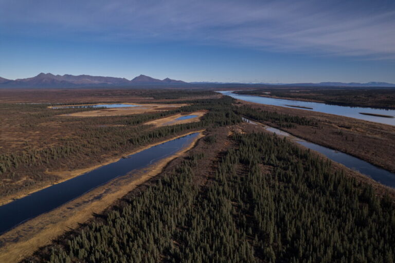 Plant life in the warming Arctic alters lush knee-high jungle