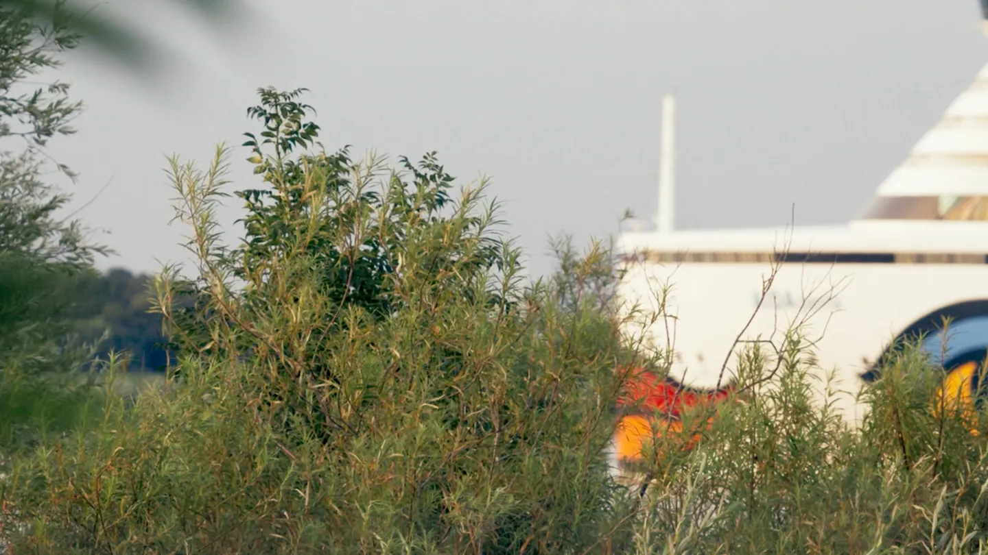 ‘Strange Neighbors’ Review: Pretty but Familiar Wildlife Doc