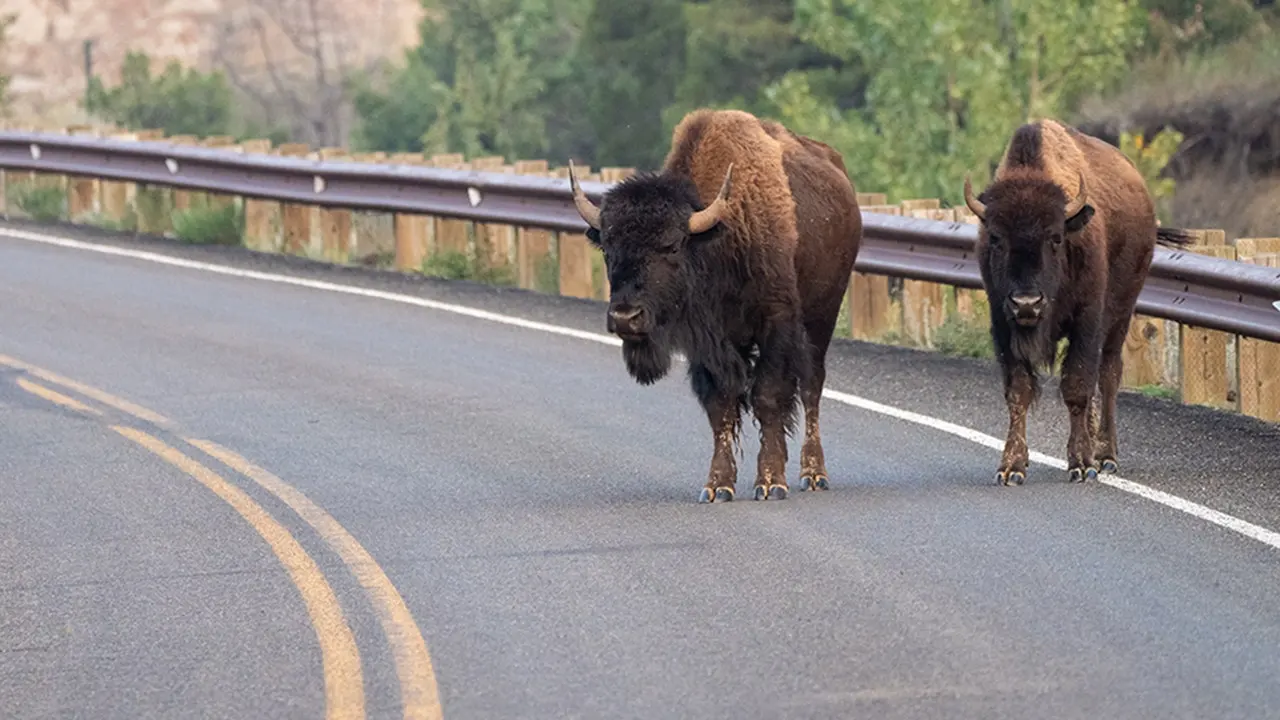 Yellowstone bison charges man’s Ford Ranger, dents hood in nighttime attack